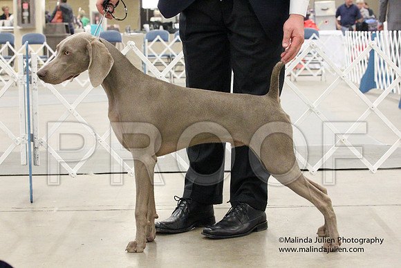 Weim-1426
