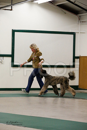 MultiPoodle-2551-NormNov13-HR