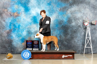 American Staffordshire Terrier #6 Thurs WBBOWBOSOHBOB Judge Sharon Derrick r