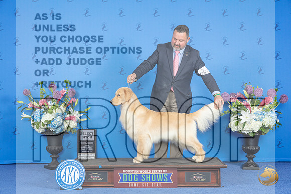 Golden Retriever #72 WED SB Judge Ann Yuhasz__JP_9067_Houston_2024_HR3