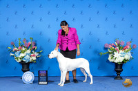 Dogo Argentino #6 SUN BOB OHBOB Judge Paul Willhauck r SAN ANTONIO