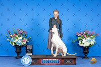 Dogo Argentino #7 THUR WD BOS Judge Nancy Liebes