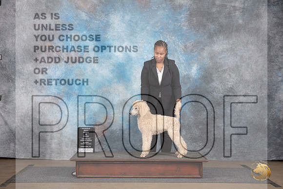 Poodle Standard #417 Sun Novice Puppy Rsv BIS Judge Matthew Proctor__JP_2971_LongviewTX_2024_HR3