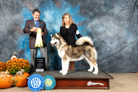 Alaskan Malamute #6 Sat G3 Judge Lloyd Graser