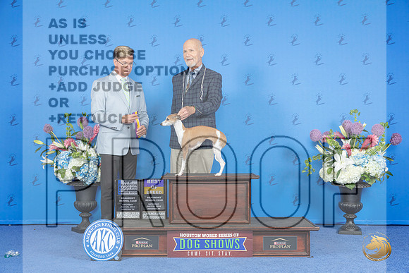 Italian Greyhound #16 SAY WB BOW BOB NC M Judge Douglas Johnson__JP_0018_Houston_2024_HR3