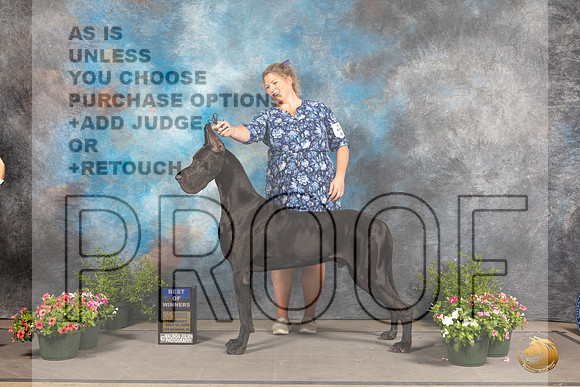 Great Dane #9 Sun BOW Judge David Bolus_MJ_1199_SA_2022_HR3