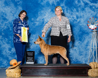 Australian Cattle Dogs #6 Sun G3 Lewis Jan M Kim R Broster Ruby Sisk Agent Colette Livingston Judge Mrs Linda Scanlon