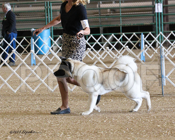 Akita-4899