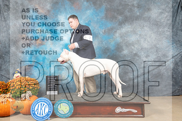 Dogo #7 Sat OHG1 Judge Steve Keating_MJ_5915_Belton_2022_HR3
