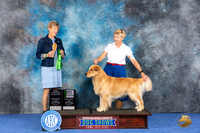Golden Retriever #29 WED BBE Judge Ellen Hardin