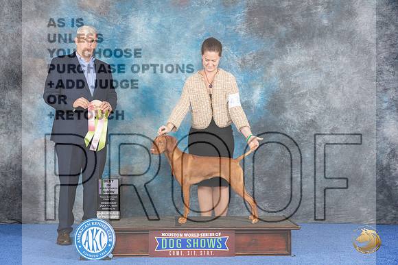 Vizsla #42 Wed BISweeps Judge Christopher Keith__JP_7483_Houston_2024_HR3