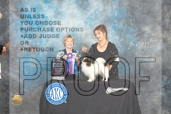 Papillon #23 Fri BOWNCh Judge Sharon Masnick_MJ_9620_HstnTOY_2022_HR3