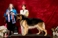 Shiloh Shepherd Sun S2 Danail Tchakarov