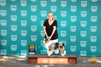 Miniature American Shepherd #245 Fri BOB Judge Katherine Short
