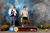 American Staffordshire Terrier #12 Sat WB Judge Debra Thornton