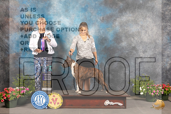 American Staffordshire Terrier #12 Sat WB Judge Debra Thornton_MJ_0015_SA_2022_HR3