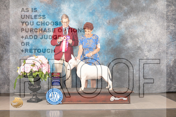 Bull Terrier White #7 SUN WD BOS NCH Judge Gene Hains_MJ_7557_Houston_2022_HR3