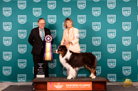 Australian Shepherd #188 Fri RBIS Judge Keith Kozaklewicz