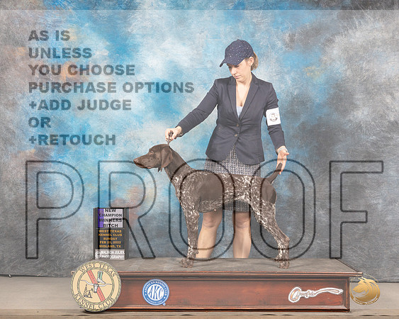 German Shorthaired Pointer #6 Sun WB Judge Gary AndersenMMJ_4909_Mdlnd2022_HR3