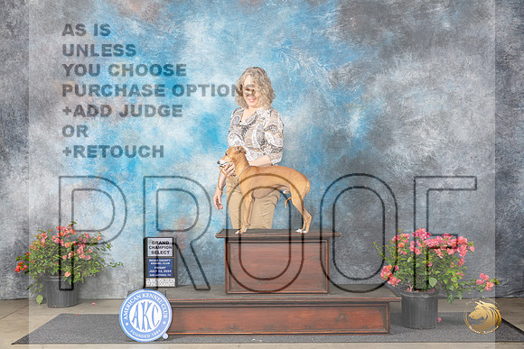 Italian Greyhound #7 Fri SD Judge Karen McFarlane__JP_3981_San Antonio_2024_HR3