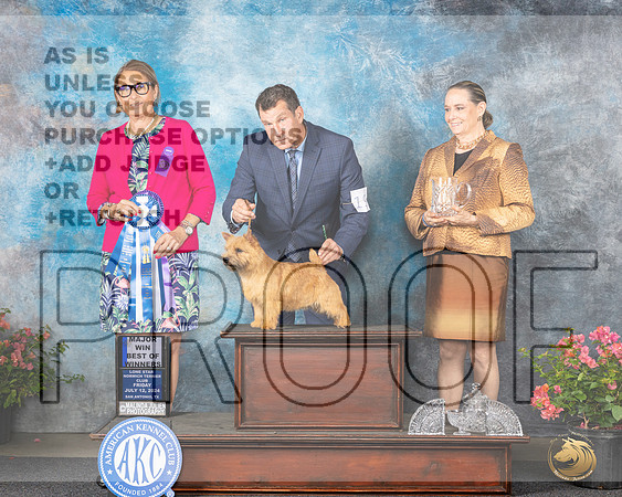 Norwich Terrier #19 Fri WDBOWM Judge Elizabeth ‘Beth’ Sweigart__JP_4077e_San Antonio_2024_HR3