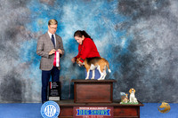 Beagle 15 #19 WED BOS NGC Judge Douglas Johnson