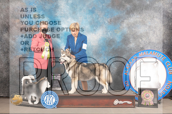Alaskan Malamute #6 WED BSweeps Judge Slyvie Mcgee_MJ_2353_Houston_2022_HR3