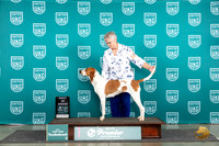 English Coonhound #915 Thurs T10BOB Judge Deborah Allen