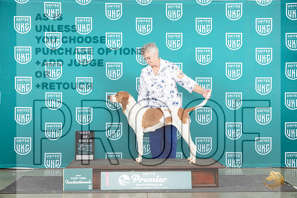 English Coonhound #915 Thurs T10BOB Judge Deborah Allen__JP_1706_Premier_2024_HR3