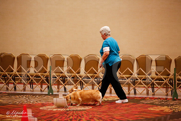 _JJ_7828-HstnCorgiFeb2015-HR3
