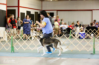 Saluki Sat S2 Ring