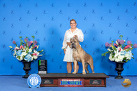 Cane Corso #14 SUN SB BOH G2 Judge Douglas Johnson