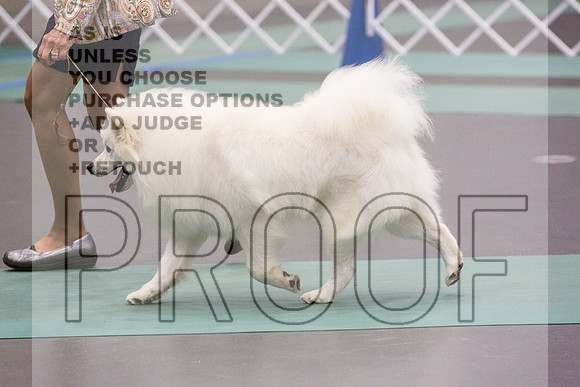 American Eskimo Rings Fri Ring 1_JJL_7622_UKCLNGVIEWOCT2024_2024_HR3