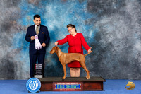 Vizsla #26 Wed BOSVetSweeps Judge Joao Machado