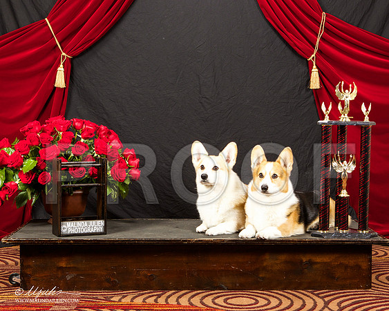 _ST_3384-HstnCorgiBeb2015-HR3