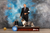 Cardigan Welsh Corgi #16 WED AOM Judge Barbara Alderman