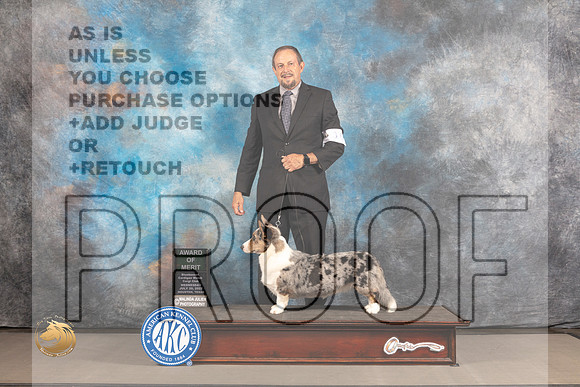Cardigan Welsh Corgi #16 WED AOM Judge Barbara Alderman_MJ_2060_Houston_2022_HR3