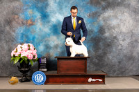West Highland White Terrier #6 WED WB NCH Judge John Constantine Amodei