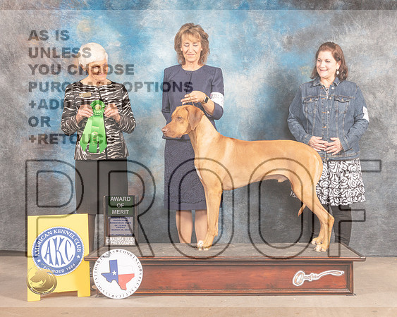 Rhodesian Ridgeback #21 Fri AOM Judge Pluis Davern-MMJ_7194-FW2022-HR3
