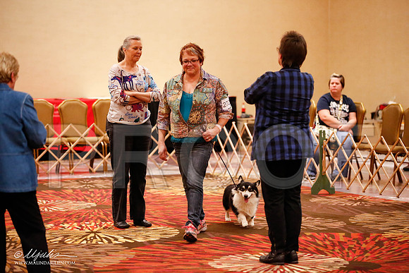 _JJ_8024-HstnCorgiFeb2015-HR3