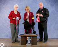 Miniature Poodle Sat BIS Mary Bengel