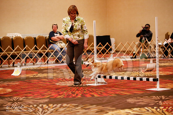 _JJ_7196-HstnCorgiFeb2015-HR3