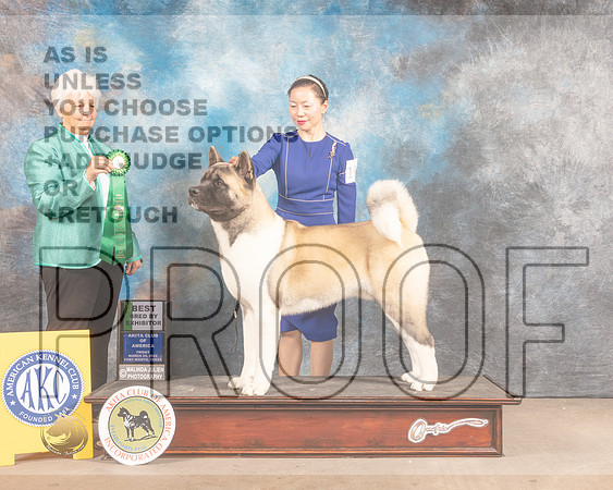 Akita #19 Fri BBX Judge Gloria Kerr-MMJ_7321-FW2022-HR3
