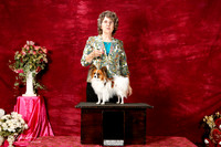 Papillon UKC Nov 30 Pat W New Ch