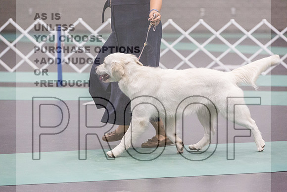 Golden Retriever Rings Fri Ring 1_JJL_5443_UKCLNGVIEWOCT2024_2024_HR3