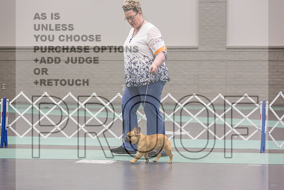French Bulldogs Sat Rings_JJL_0552_UKCLNGVIEWOCT2024_2024_HR3