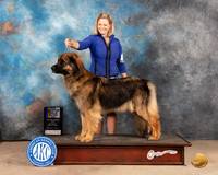 Leonberger #12 Sat BOBCh Judge Thomson Standfield Jr