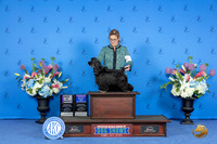 Cocker Spaniel Black #6 SUN BOV BOW WB Judge Nancy Liebes