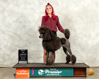 Poodle Std #724 Thur Top10BOB Judge Karen Hynek