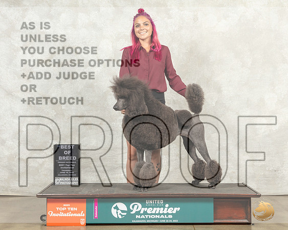 Poodle Std #724 Thur Top10BOB Judge Karen Hynek__MJ_7833_Premier_2022_HR3